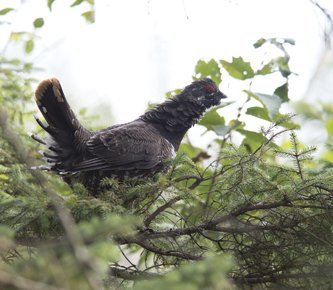 Spruce Grouse