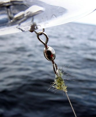 Spiny water fleas on a boat line.