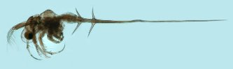 A half inch long <em>Bythotrephes longimanus</em>