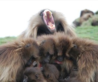 Gelada family huddled together.