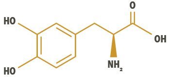 Amino acid structure of DOPA.