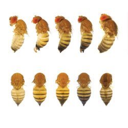 Female fruit fly bodies.