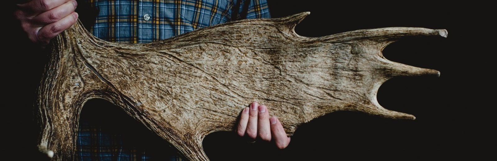 Person holding a moose antler.