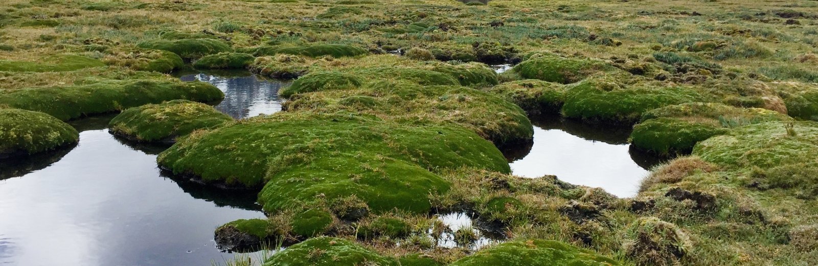 A peatland near the Pastoruri Glacier in HuascarÃ¡n National Park, Peru.