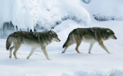 Two gray wolves walking in the snow.