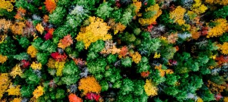 An aerial view of the Ford Forest and Research Center shows autumnal color shifts and diversity in tree species.