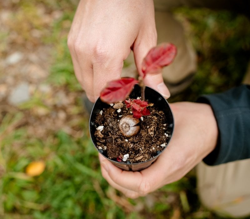 Oak sapling in a pot.