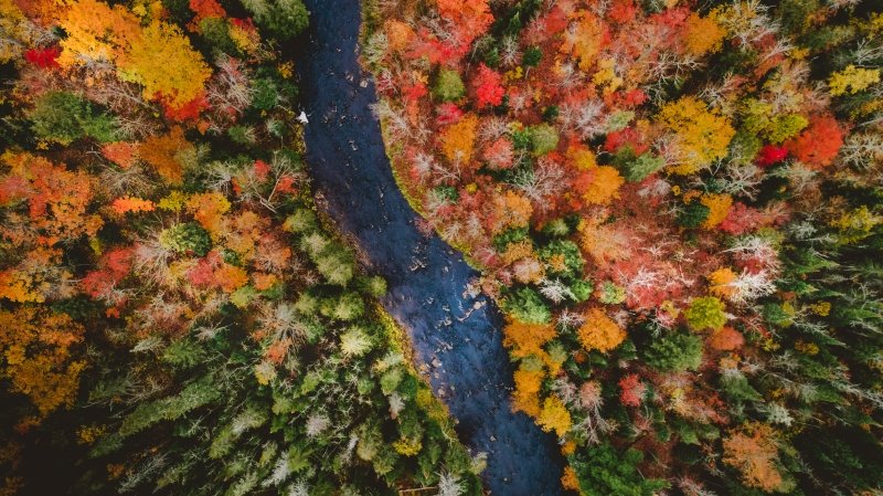 Drone image of fall color deciduous trees and green conifers.