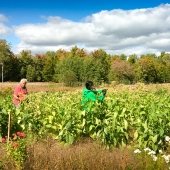 People stand amidst waist-high plants on a sunny day.