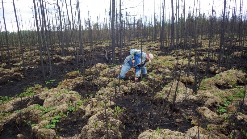 A person kneels in a burned landscape, using a drill to dig into the ground for a sample.