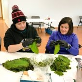 Two people wearing gloves peel apart tobacco leaves to dry.