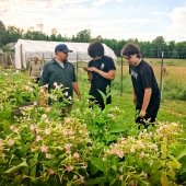 Two younger people stand next to a man in a field of blooming tobacco.