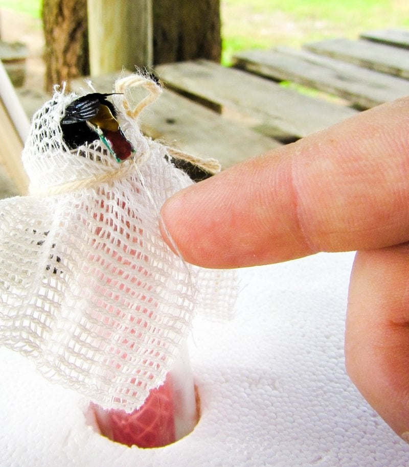 A bumblebee queen held in a vial encased in mesh with her abdomen exposed for transmitter attachment.