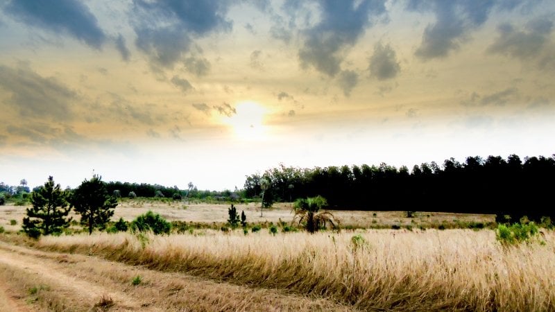 A landscape of a Northern Argentinian fallow field with a green treeline in the distance, wheatlike grasses and rushes, and a two-track beaten down path.