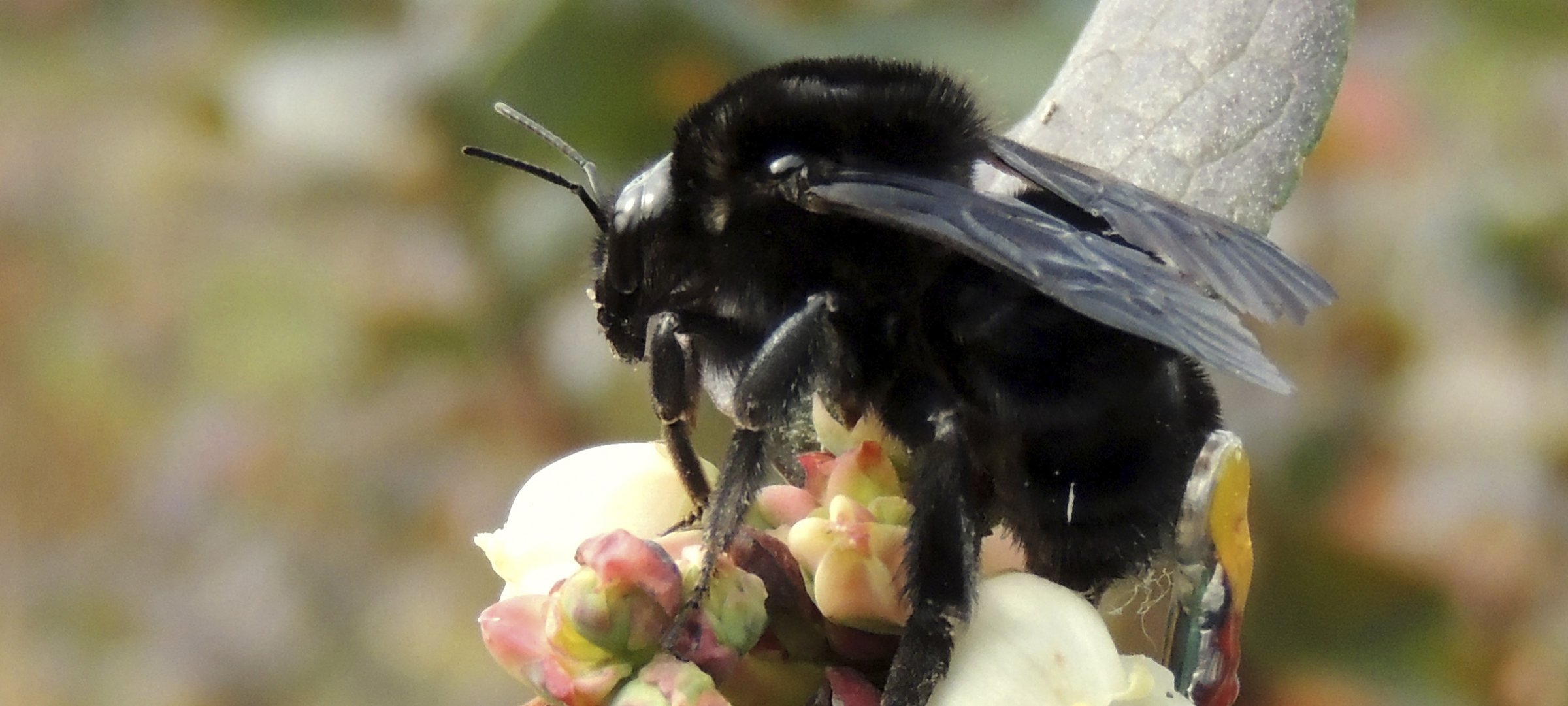A queen bumblebee with a small transmitter attached to its abdomen on a blueberry
      blossom in Argentina outside with a blurred background of a blueberry field in early
      summer.