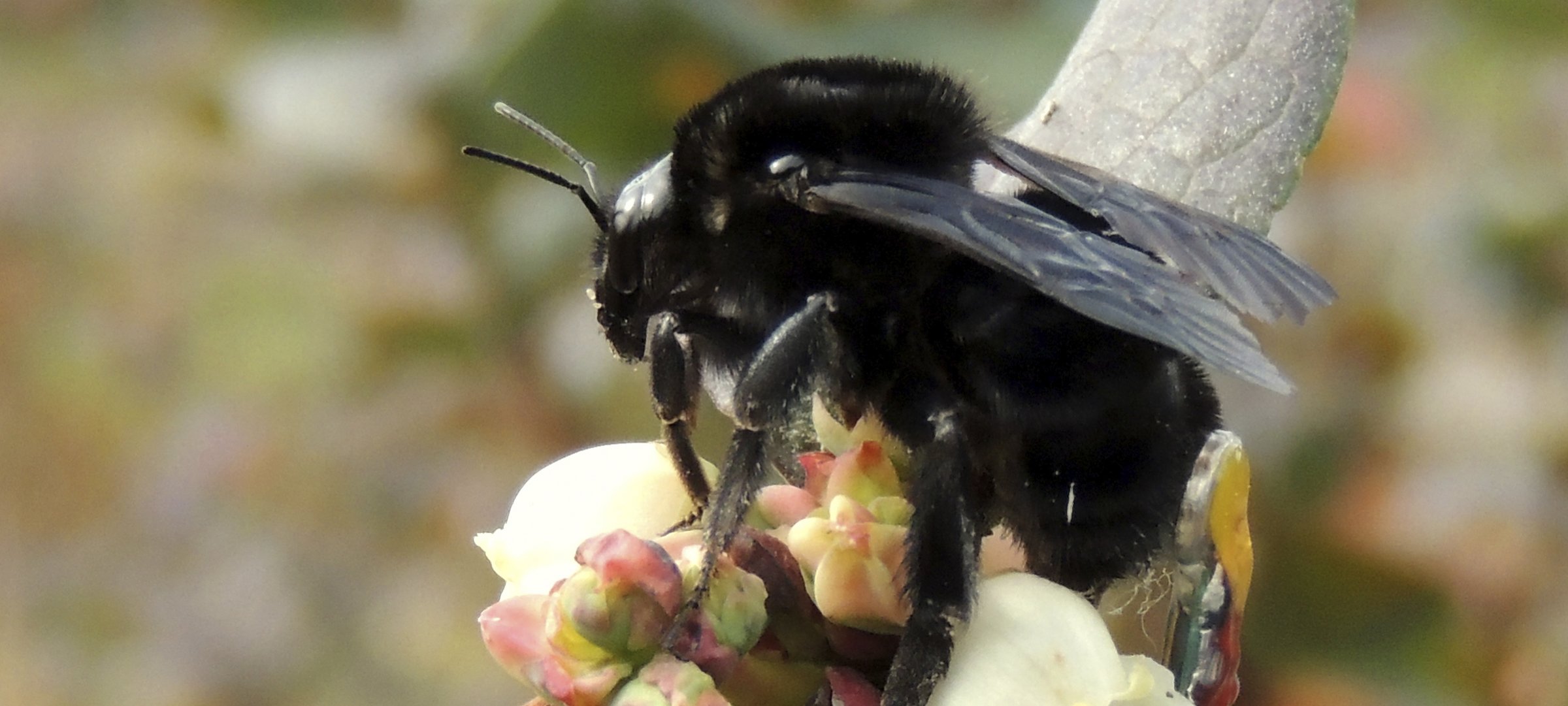 A queen bumblebee with a small transmitter attached to its abdomen on a blueberry blossom in Argentina outside with a blurred background of a blueberry field in early summer.