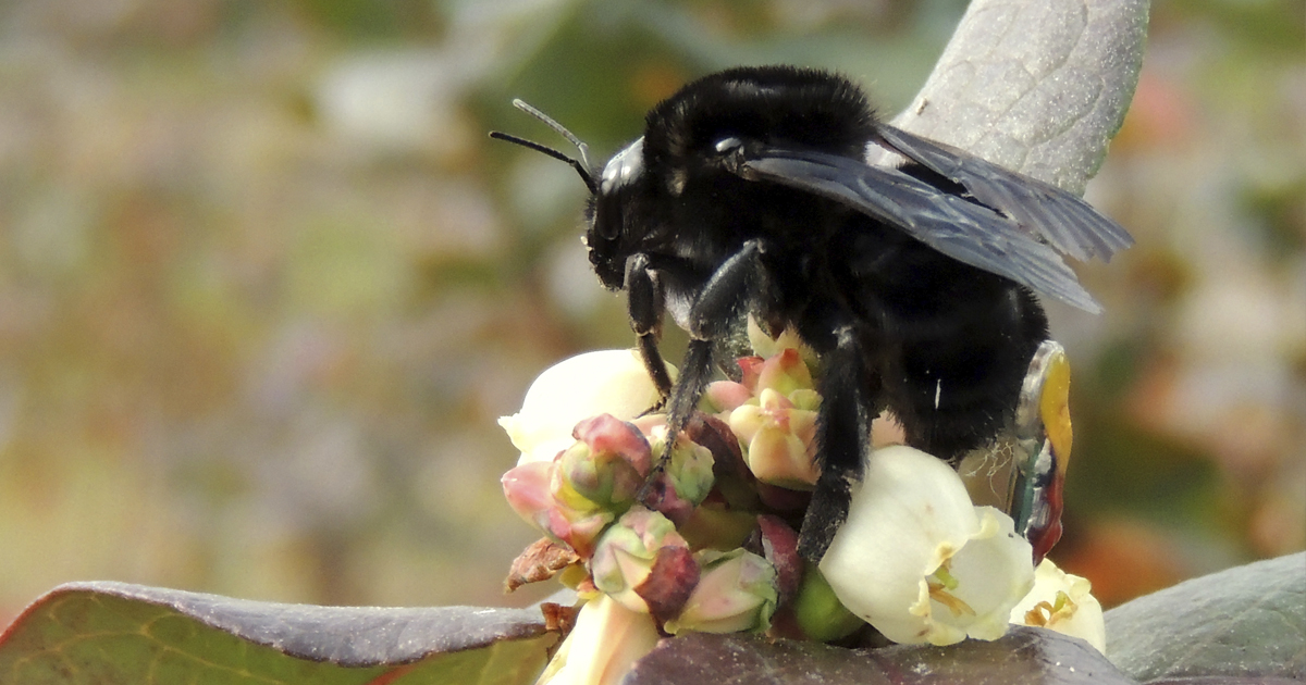 Flight of the Bumblebees 2021 Michigan Tech Research Magazine