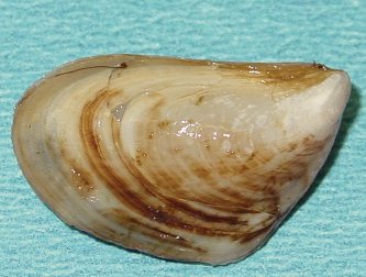Mussel Mussel
