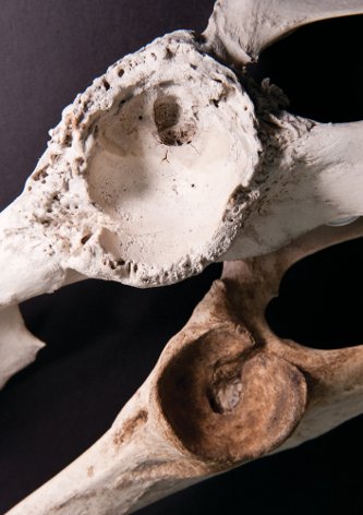Moose Bones Moose get arthritis too, as the pock-marked bone above illustrates. Michigan Tech scientists have discovered that moose growing up in times of plenty are more likely to have healthy joints in adulthood, like the one on the right. Jonathan May Photo
