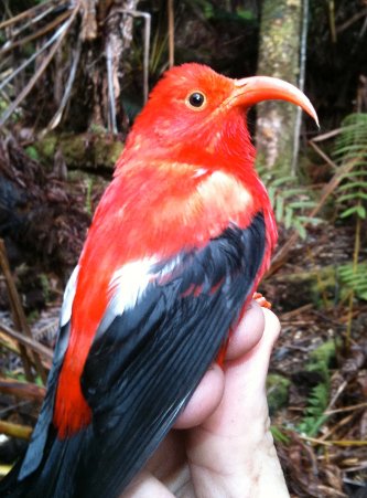 I'iwi Honeycreeper I'iwi Honeycreeper