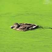 Duck in green covered water.