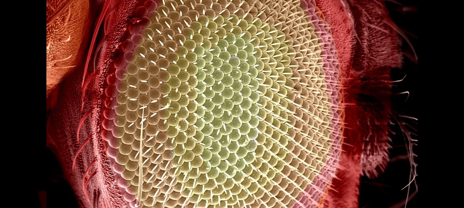 Fly eye at 200 microns resolution.