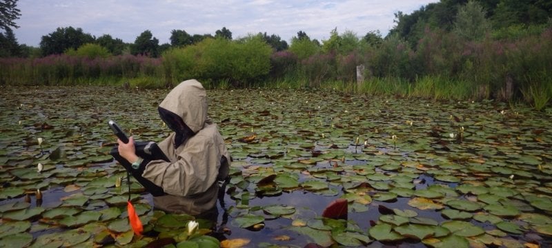 Person wading through pond covered with lily pads.