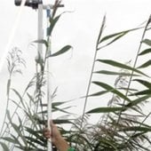 Pole in leaves collecting information.