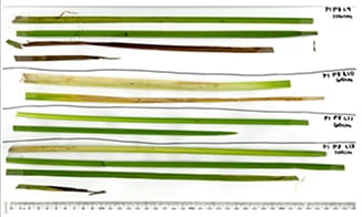 Typha leaf samples.