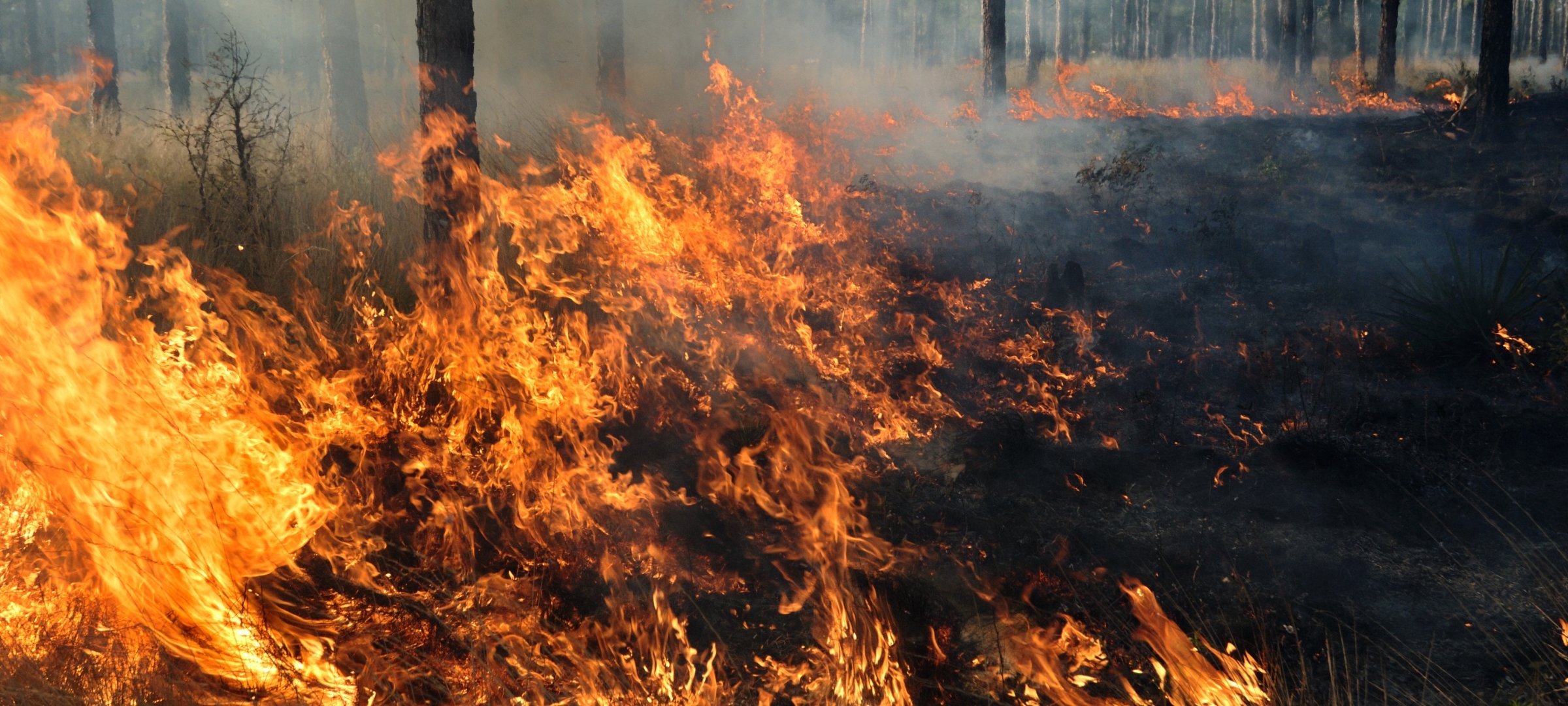 Trees and brush on fire.