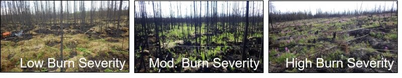 photos showing the low, moderate, and high level of burn severity