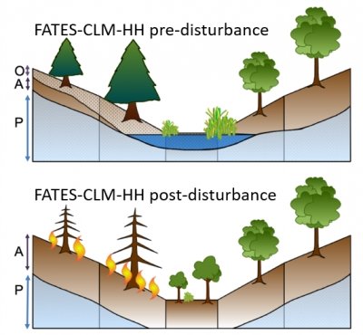 Image showing FATES-CLM-HH pre-disturbance and post-disturbance
