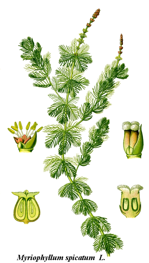 Illustration of eurasian watermilfoil plant and flowers.