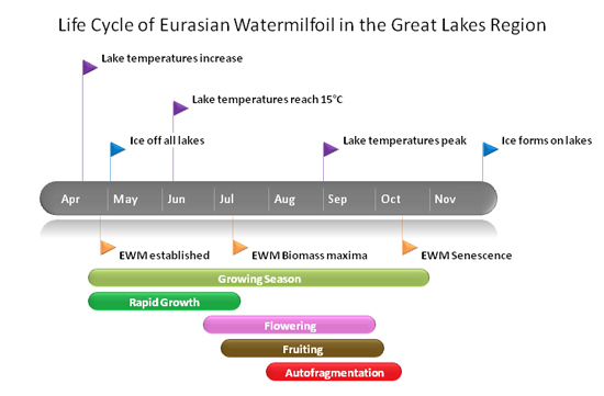 Реферат: Eurasian Milfoil Essay Research Paper We have