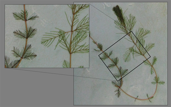 Watermilfoil plant showing two types of leaves.
