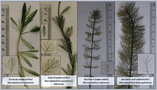 Four specimens of watermilfoil.