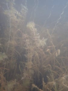 Watermilfoil under the water.