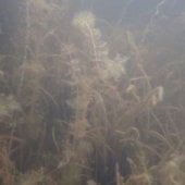 Watermilfoil under the water.