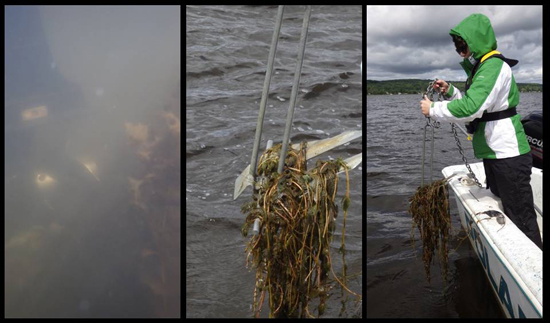 Watermilfoil trapped in boat anchors.
