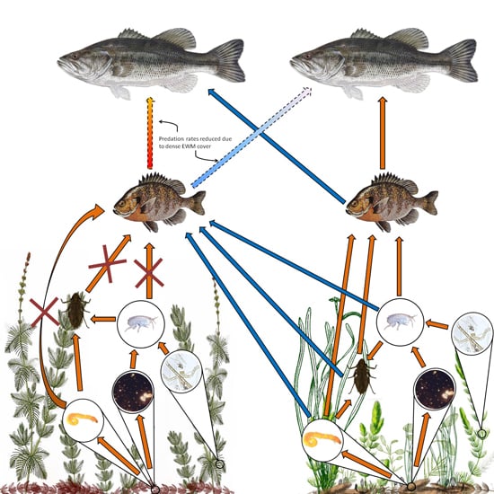 Carbon flow diagram with fish, insects, and plants.