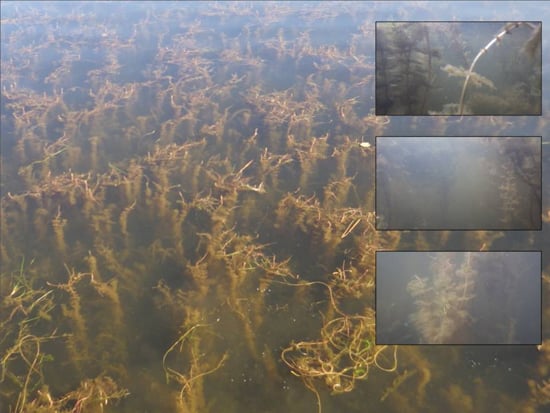 Watermilfoil in the water.