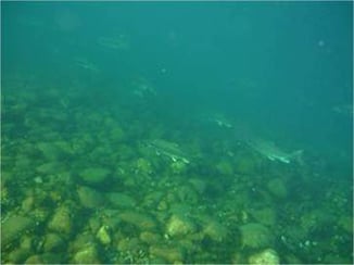 Using Satellite Imagery to Remotely Identify Lake Trout Spawning Sites
