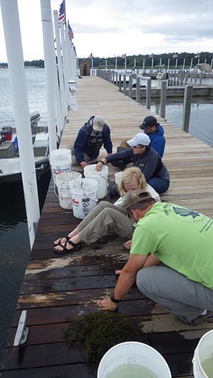 Researchers examining watermilfoil on a dock.