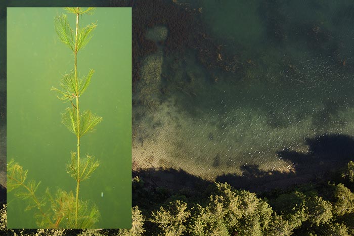 Aerial and close up view of watermilfoil in the water.