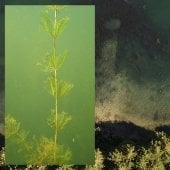 Aerial and close up views of watermilfoil underwater.