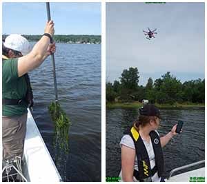 Researchers sampling watermilfoil and using a drone to survey water.