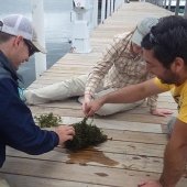 Three researchers examining watermilfoil on a dock.