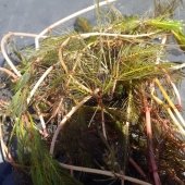 Sample of watermilfoil.