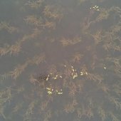 Overhead view of watermilfoil under the water.