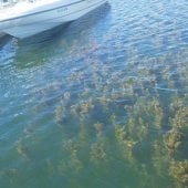 MIlfoil underwater next to a boat.